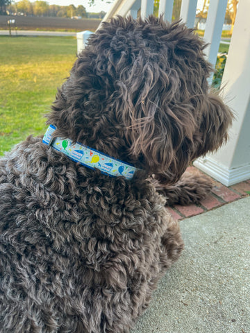 Let’s Pawty - Dog Collar